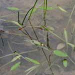 Alisma plantago-aquatica - Gewöhnlicher Froschlöffel