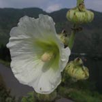 Althaea rosea - Stockrose