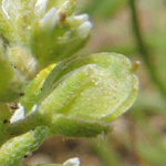Alyssum alyssoides - Kelch-Steinkraut