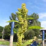 Amaranthus bouchonii - Bouchons Fuchschwanz