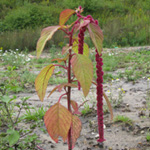 Amaranthus caudatus - Hängender-Fuchsschwanz