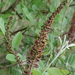 Amorpha fruticosa - Bastardindigo