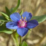 Anagallis foemina - Blauer Gauchheil