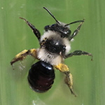 Andrena cineraria - Graue Sandbiene