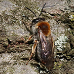 Andrena haemorrhoa - Rotschopfige Sandbiene