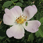 Anthaxia nitidula - Glänzender Blütenprachtkäfer