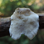 Antrodiella semisupina - Knorpelige Weißfäuletramete