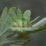 Aphanes australis - Kleinfrüchtiger Acker-Frauenmantel