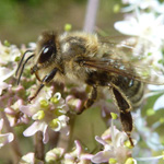 Apis mellifera - Europäische Honigbiene