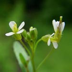 Arabidopsis thaliana - Acker-Schmalwand