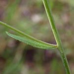 Arabidopsis thaliana - Acker-Schmalwand (Stängelblatt)