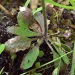 Arabidopsis thaliana - Acker-Schmalwand (Grundblattrosette)