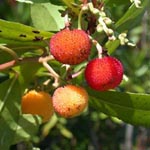 Arbutus unedo - Erdbeerbaum