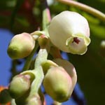 Arbutus unedo - Erdbeerbaum