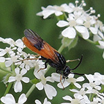 Arge cyanocrocea - Bürstenhorn-Blattwespe