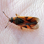 Arocatus longiceps - Platanenwanze