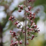 Artemisia vulgaris - Gewöhnlicher Beifuß
