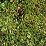 Asplenium x alternifolium - Deutscher Streifenfarn