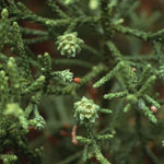 Athrotaxis laxifolia - Lockerblättrige Schuppenfichte