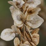 Atriplex hortensis - Garten-Melde