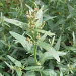 Atriplex oblongifolia - Langblättrige Melde
