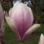 Magnolia x soulangeana - Tulpen-Magnolie