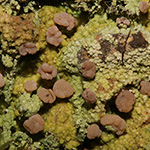 Baeomyces rufus - Braune Köpfchenflechte