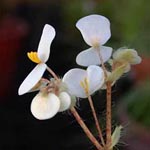 Begonia bowerae - Wimpern-Begonie