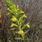 Bellardia viscosa - Gelbe Bartschie