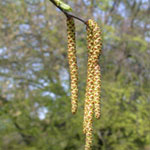 Betula nigra (Männchen) - Schwarz-Birke