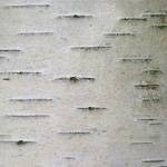 Betula pendula - Hänge-Birke