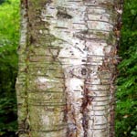 Betula pubescens - Moor-Birke
