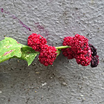 Blitum capitatum (= Chenopodium capitatum) - Kopfiger Erdbeerspinat