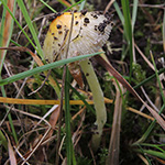 Bolbitus titubans - Gold-Mistpilz