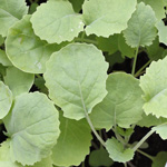 Brassica napus var. rapifera - Steckrübe