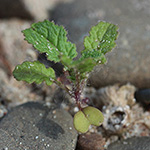 Brassica nigra -Schwarzer Senf