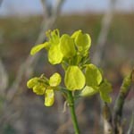 Brassica nigra - Schwarzer Senf
