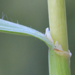 Bromus secalinus ssp. secalinus - Roggen-Trespe