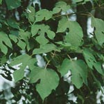 Broussonetia papyrifera - Papiermaulbeerbaum