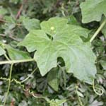 Bryonia dioica - Rotbeerige Zaunrübe