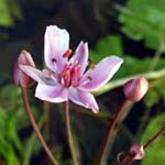 Butomus umbellatus - Schwanenblume
