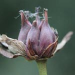 Butomus umbellatus - Schwanenblume