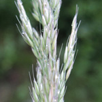 Calamagrostis arundinacea - Wald-Reitgras