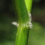 Calamagrostis arundinacea - Wald-Reitgras