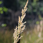 Calamagrostis canescens - Sumpf-Reitgras