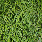 Calamagrostis canescens - Sumpf-Reitgras