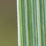 Calamagrostis epigejos - Land-Reitgras