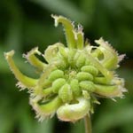 Calendula arvensis - Acker-Ringelblume