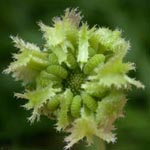 Calendula officinalis - Garten-Ringelblume