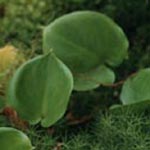 Calla palustris - Schlangenwurz